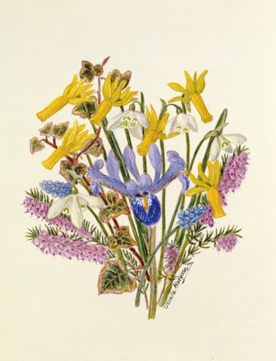 Snowdrop, Narcissus Cyclamineus, Iris Reticulata and Grape Hyacinth by Ursula Hodgson